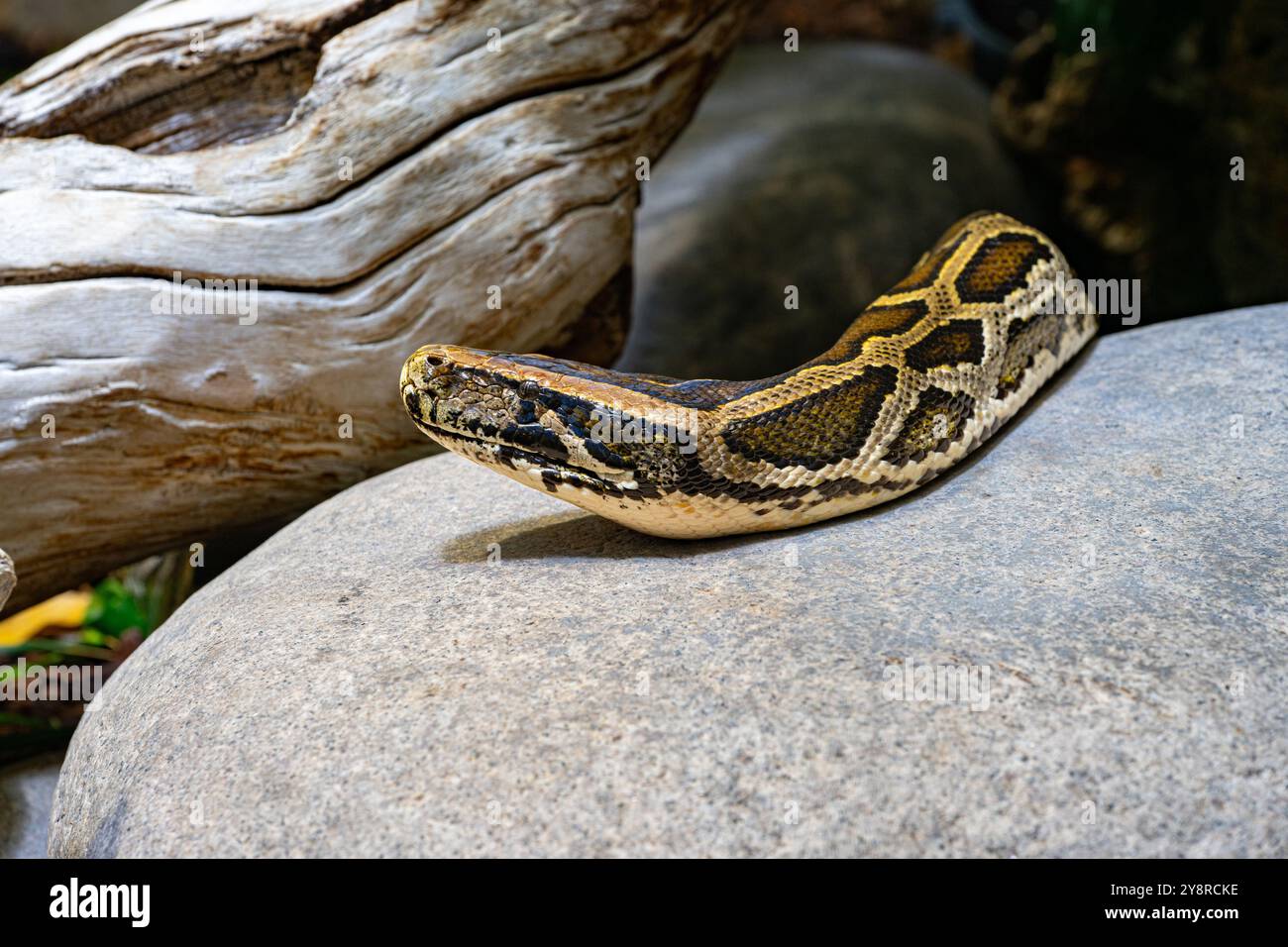 Close up of a burmese python on ground. It is native to a large area of Southeast Asia. Stock Photo