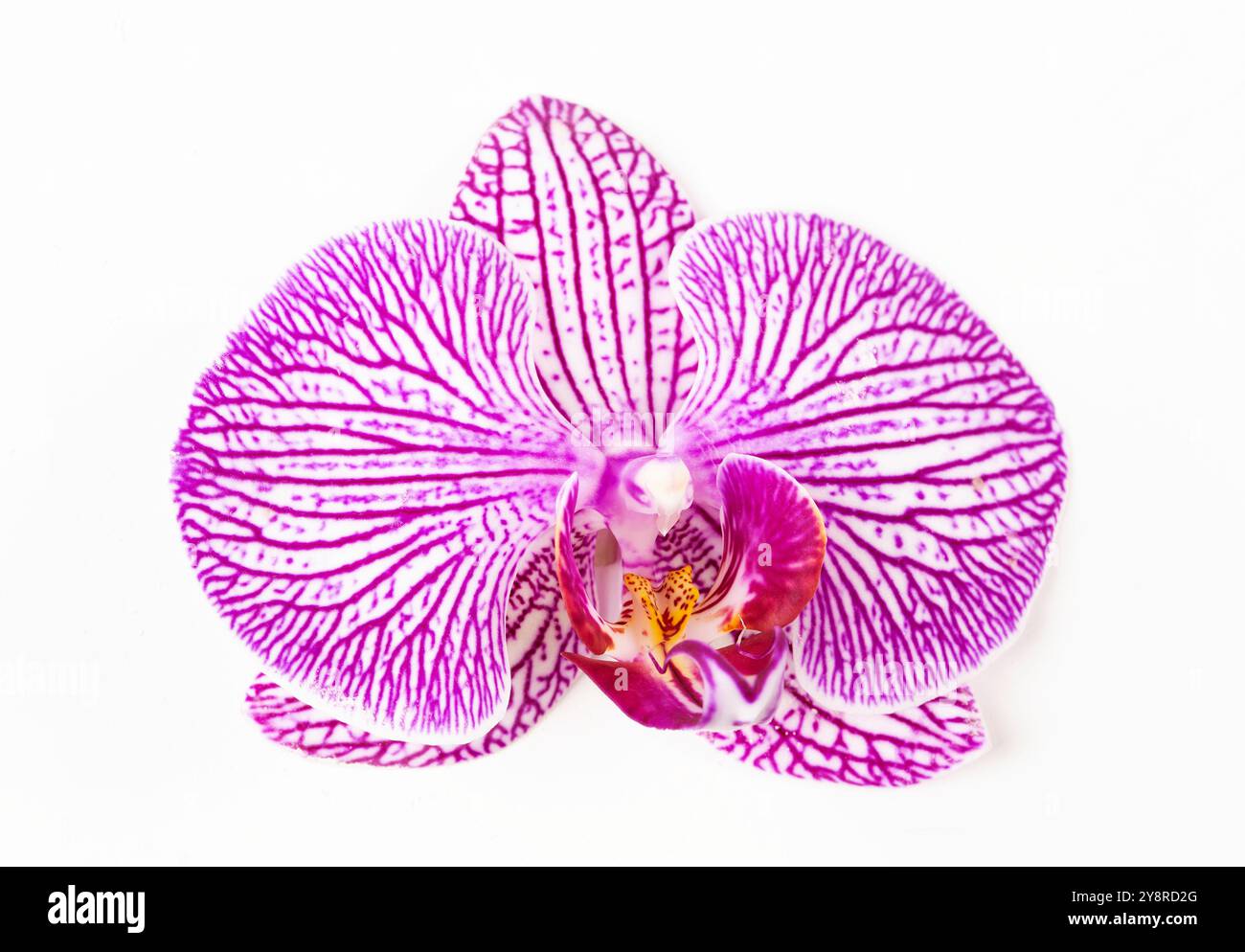 Pink orchid isolated on white background Stock Photo