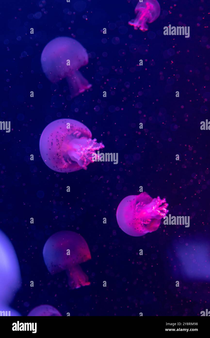 Sea and ocean jellyfish swim in the water close-up. Illumination and ...