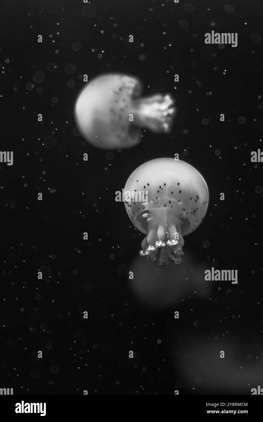 Sea and ocean jellyfish swim in the water close-up. Illumination and ...