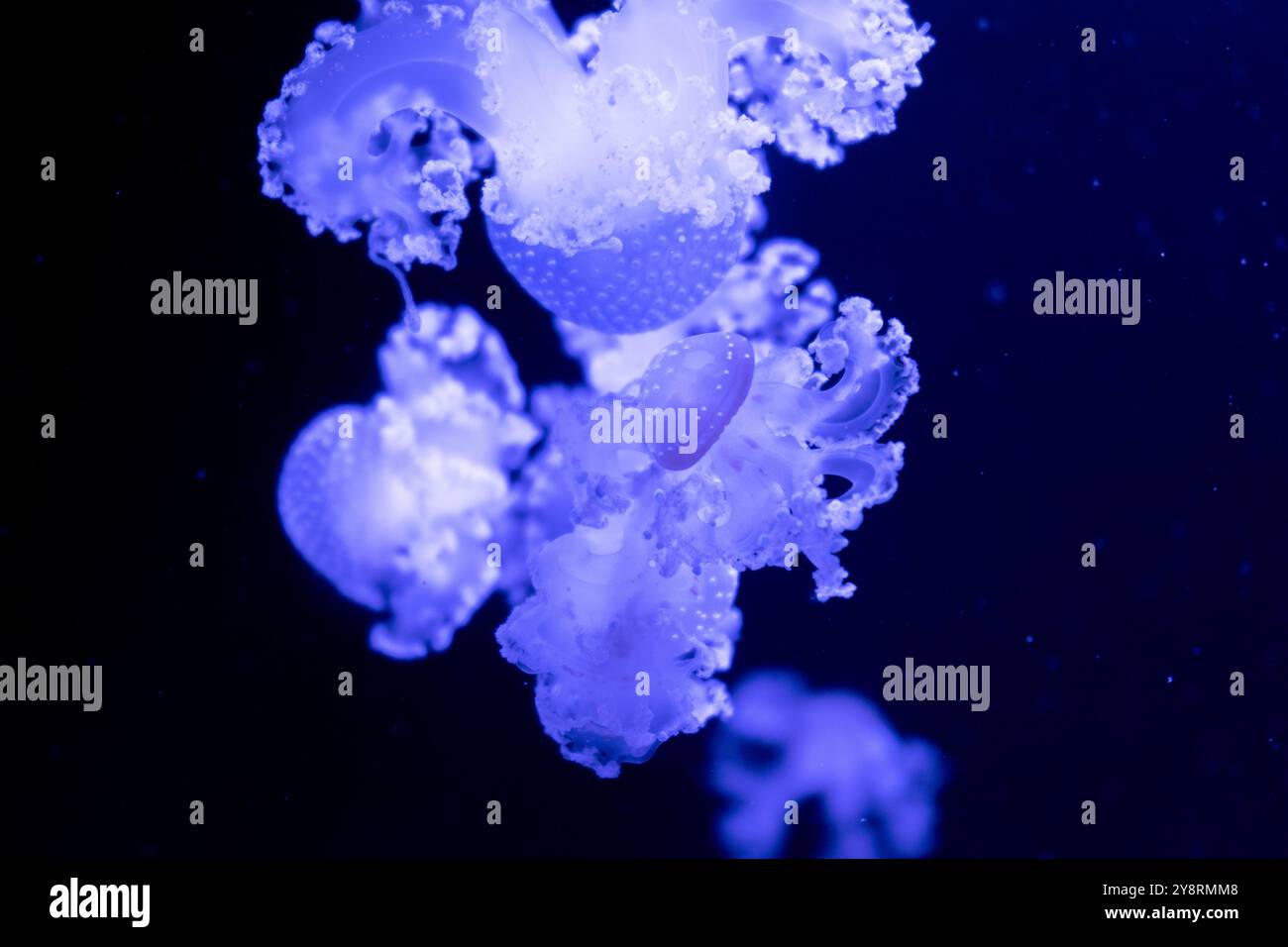Sea and ocean jellyfish swim in the water close-up. Illumination and ...