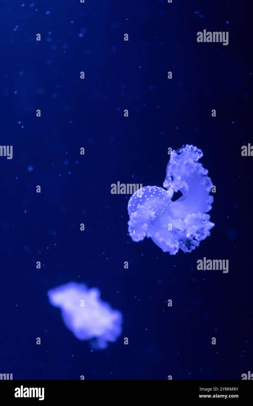 Sea and ocean jellyfish swim in the water close-up. Illumination and ...