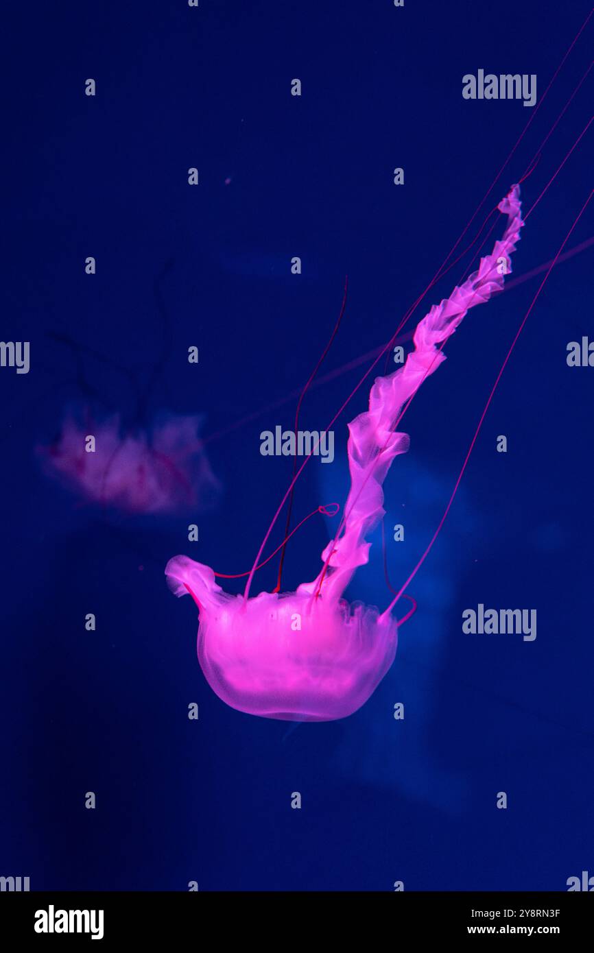 Sea and ocean jellyfish swim in the water close-up. Illumination and ...