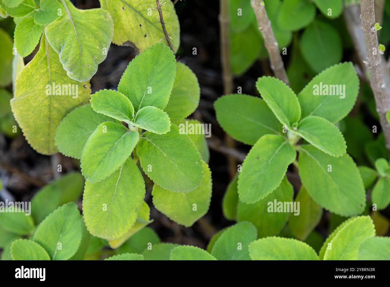 organic medicinal boldo plant in the garden Stock Photo - Alamy