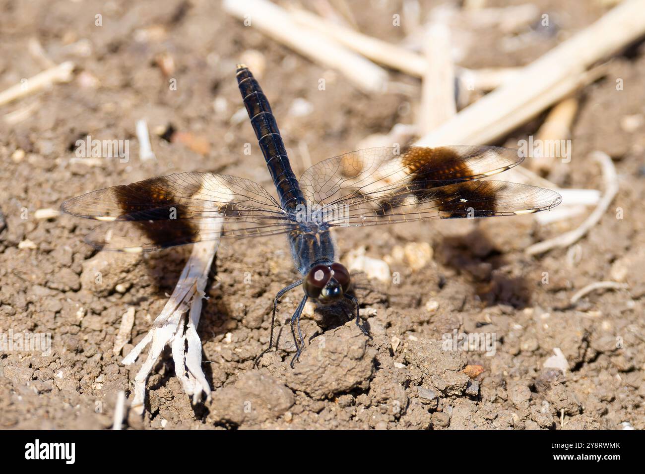 Brachythemis leucosticta, a banded groundling or Southern banded ...