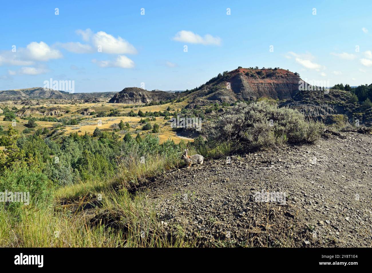 Canyon Rabbit Brush rabbit usa hi-res stock photography and images - Alamy