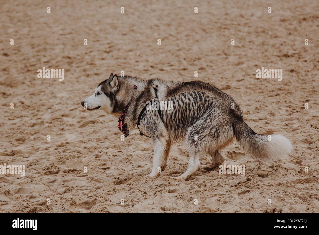 Husky dog digging hi-res stock photography and images - Alamy