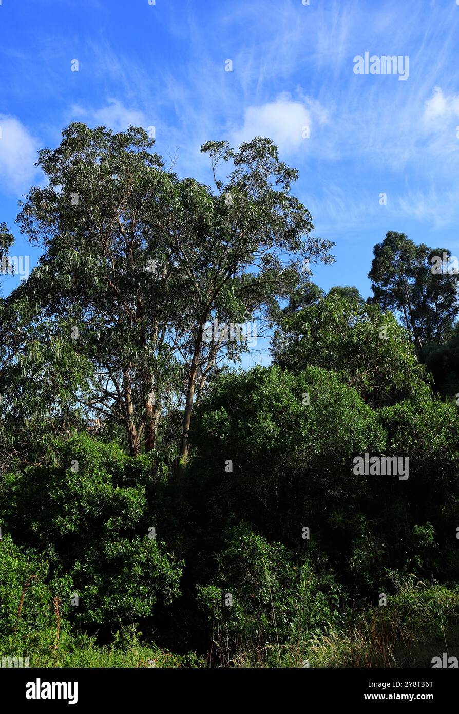 Uncultivated Eucalyptus tree canopy, Oeiras, Portugal. Eucalyptus trees growing in uncultivated woodlands in Portugal. Against a blue sky and clouds. Stock Photo