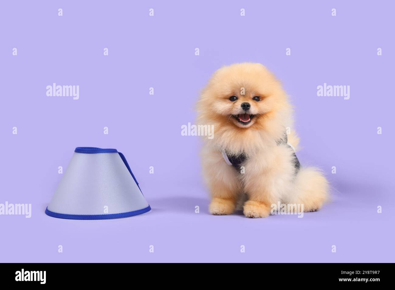 Cute Pomeranian Dog In Recovery Suit After Sterilization With Cone On 