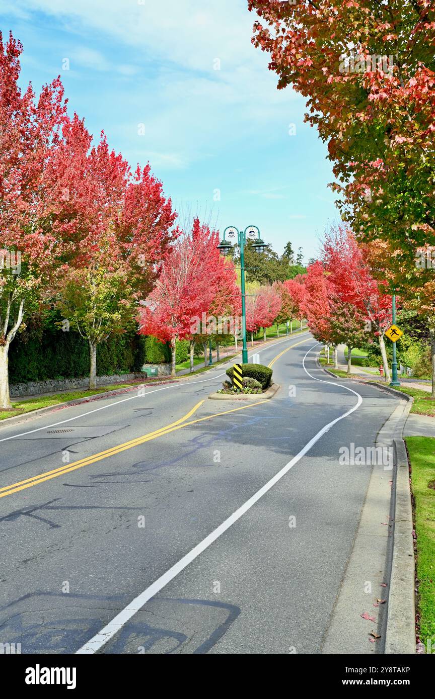 Sunlit tree lined road street trees hi-res stock photography and images ...