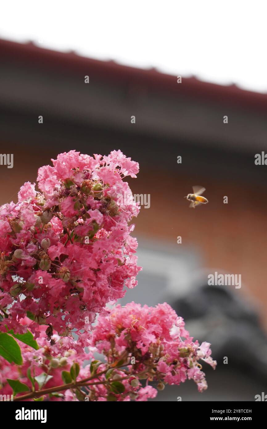 Blur background bee flying hi-res stock photography and images - Alamy