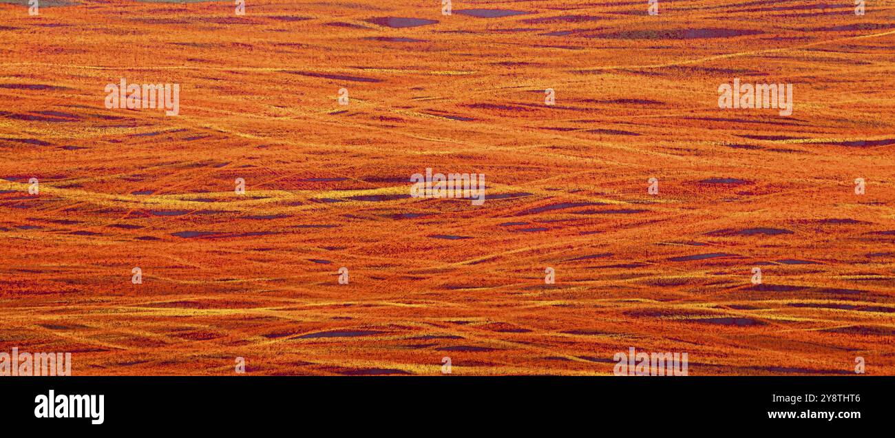 Horizontal background with copy space and Texture closeup, red Stock Photo