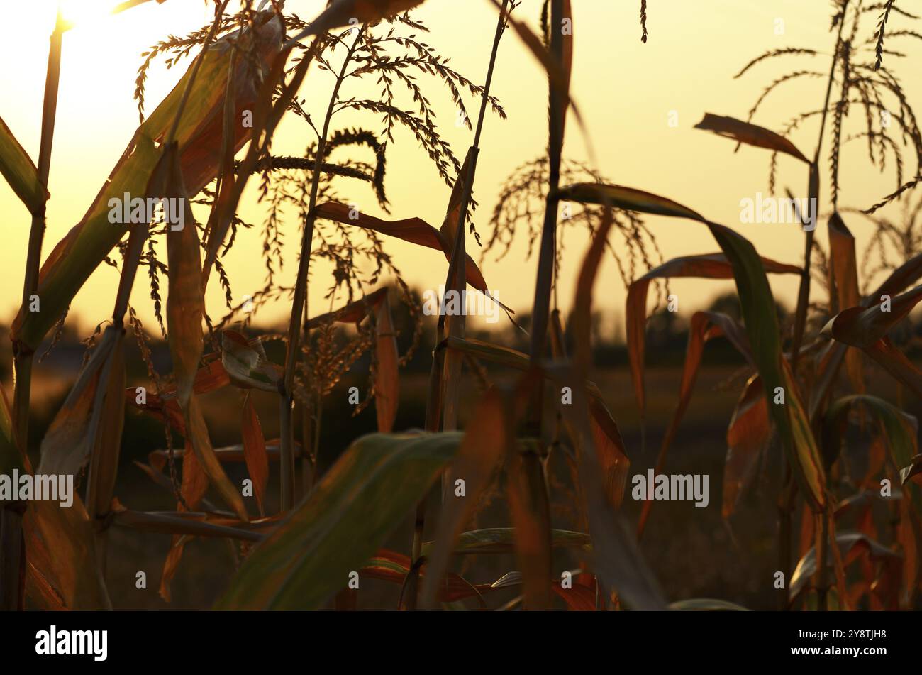 Grasses backlit evening hi-res stock photography and images - Alamy