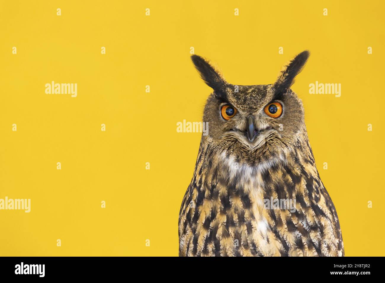 Owl closeup looking at the camera. One animal, nobody, concept for wildness and wildlife Stock Photo