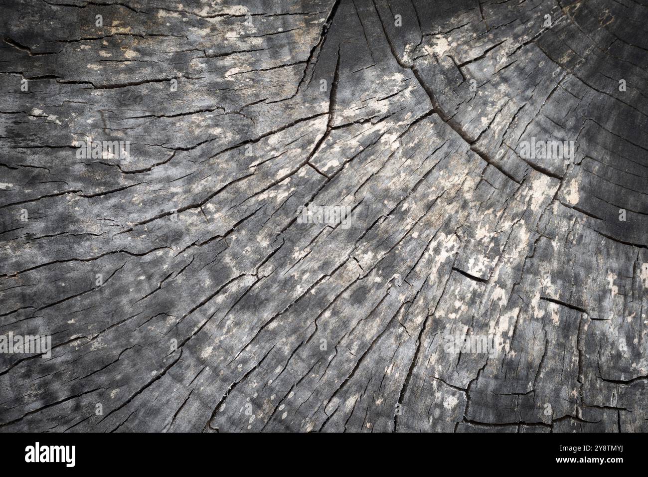 Weathered grey stump cross section background Stock Photo