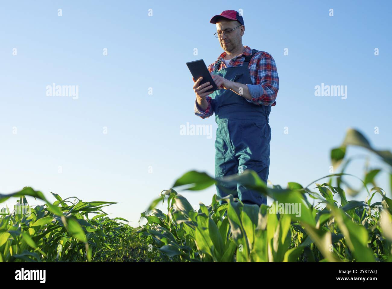 Caucasian middle age farm worker using tablet computer at maize field Stock Photo