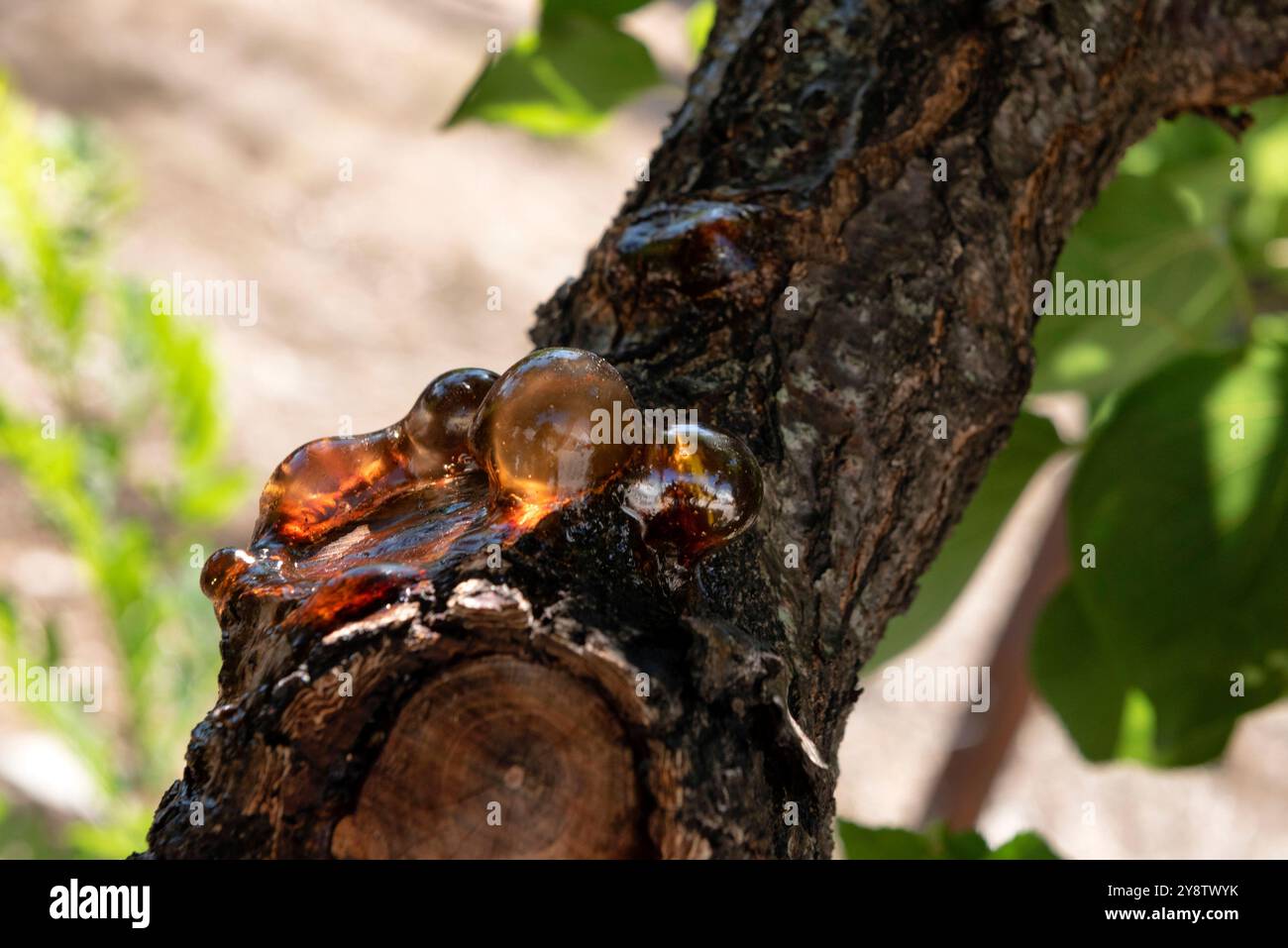 Pruned tree oozing sap Stock Photo - Alamy