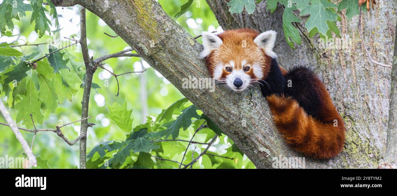 Red panda, Ailurus Fulgens, portrait. Cute animal resting lazy on a tree, useful for environment concepts Stock Photo