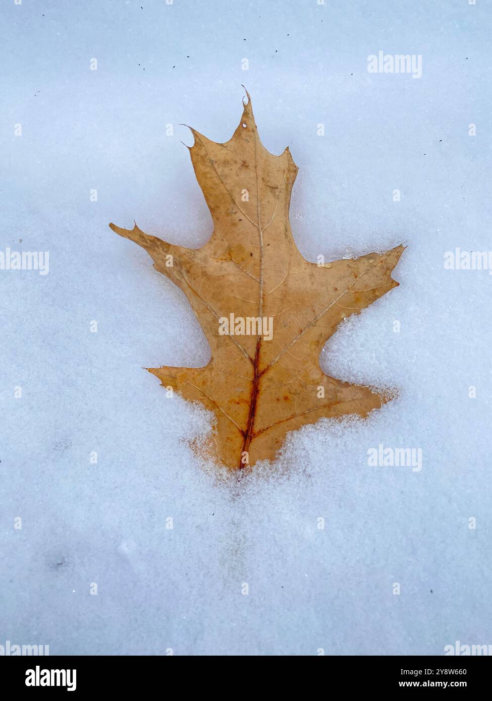 Dry oak leaf laying on the snow Stock Photo