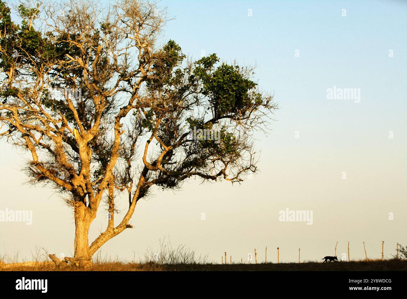 A large tree and coastal grassland on a bright day during dry season in Londa Lima, Kanatang, East Sumba, East Nusa Tenggara, Indonesia. Stock Photo