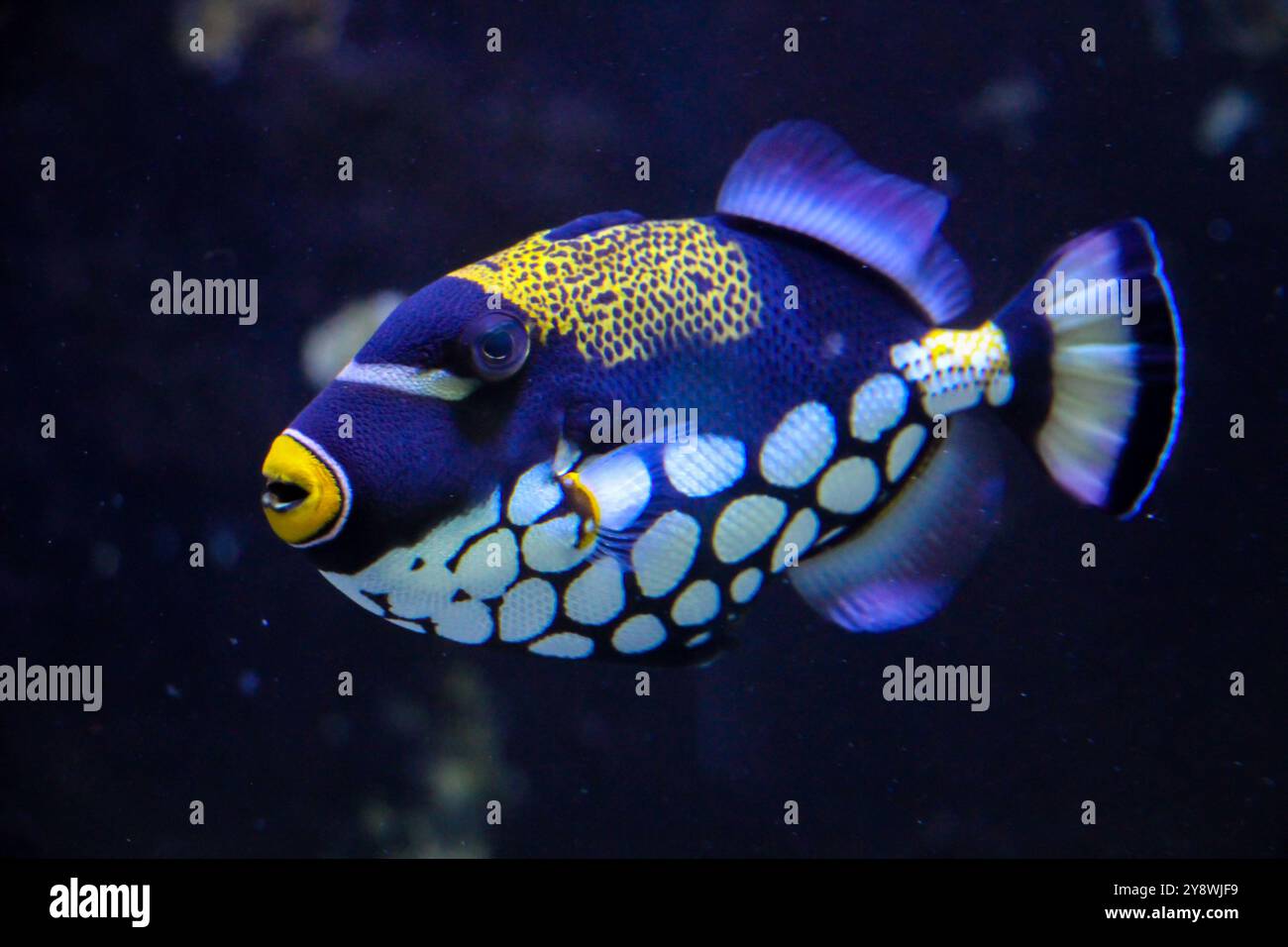 Triggerfish exotic and tropical fish species hi-res stock photography ...