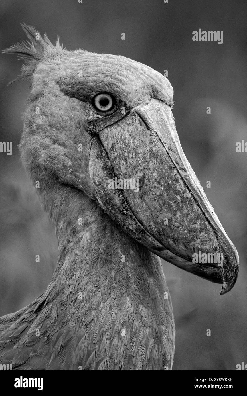 Shoebill stork bird Black and White Stock Photos Images Alamy