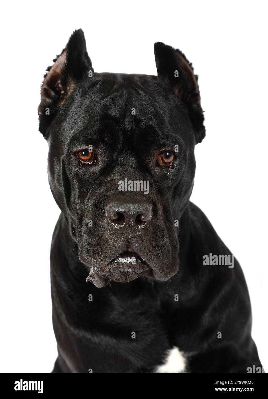 Key Corso Close up portrait cane corso hi-res stock photography and images - Alamy
