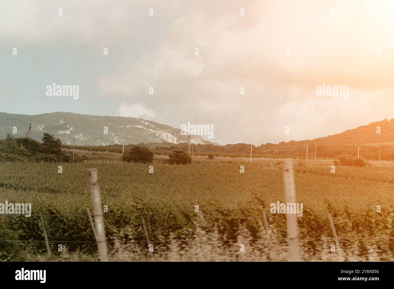 A rows of winery along road Stock Photo - Alamy