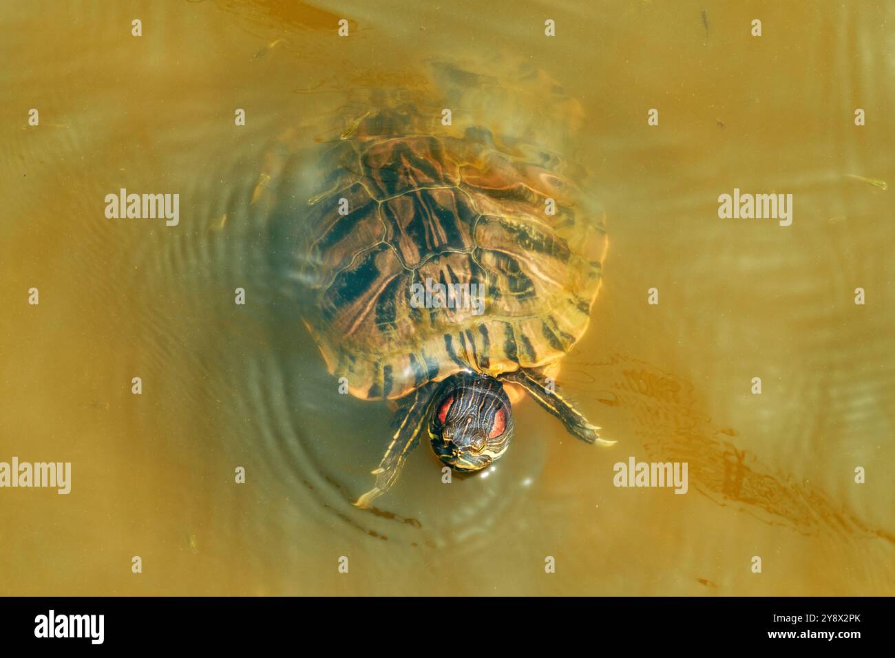 The red-eared slider or red-eared terrapin (Trachemys scripta elegans) in a pond, high angle view Stock Photo