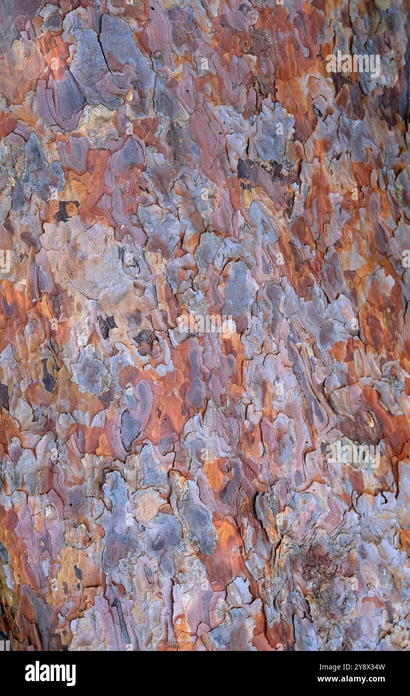 textured pine tree bark on trunk background Stock Photo