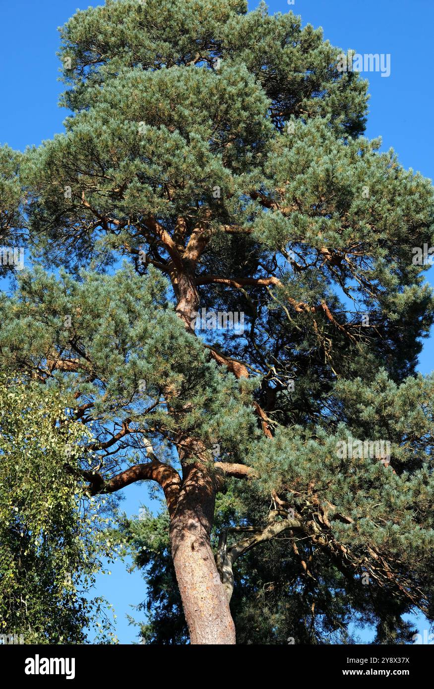 scots pine tree on blue sky background, sheringham park, north norfolk, england Stock Photo
