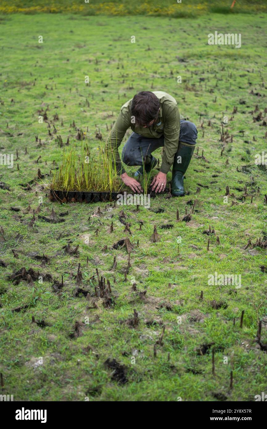 Matt Beatty planting native species hard-stem bulrush in a swale at the Dupont Natural Area Nature Preserve, East Chicago, Indiana Stock Photo