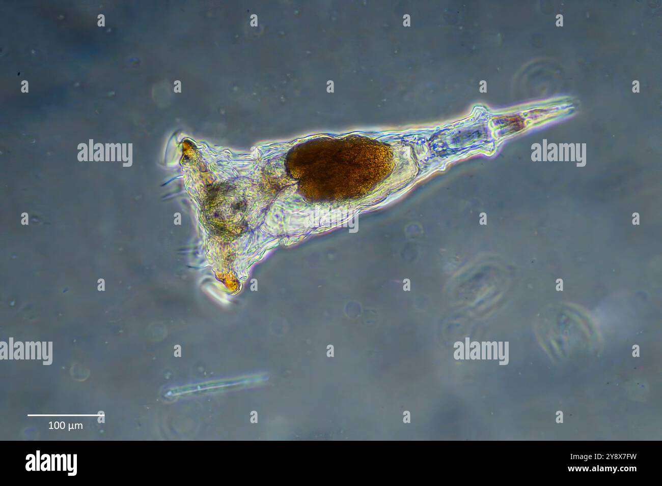 Marine rotifer from genus Synchaeta. Collected from surface water off ...