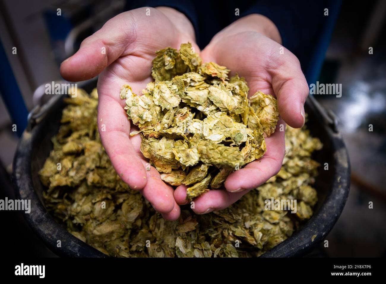 Hands holding hops Stock Photo