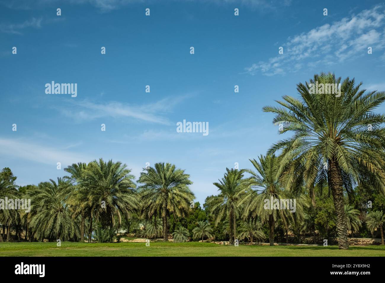 Panoramic image with plantation of date palms. Palm trees on the blue sky background. Advanced desert agriculture in the Middle East. Plantation of da Stock Photo