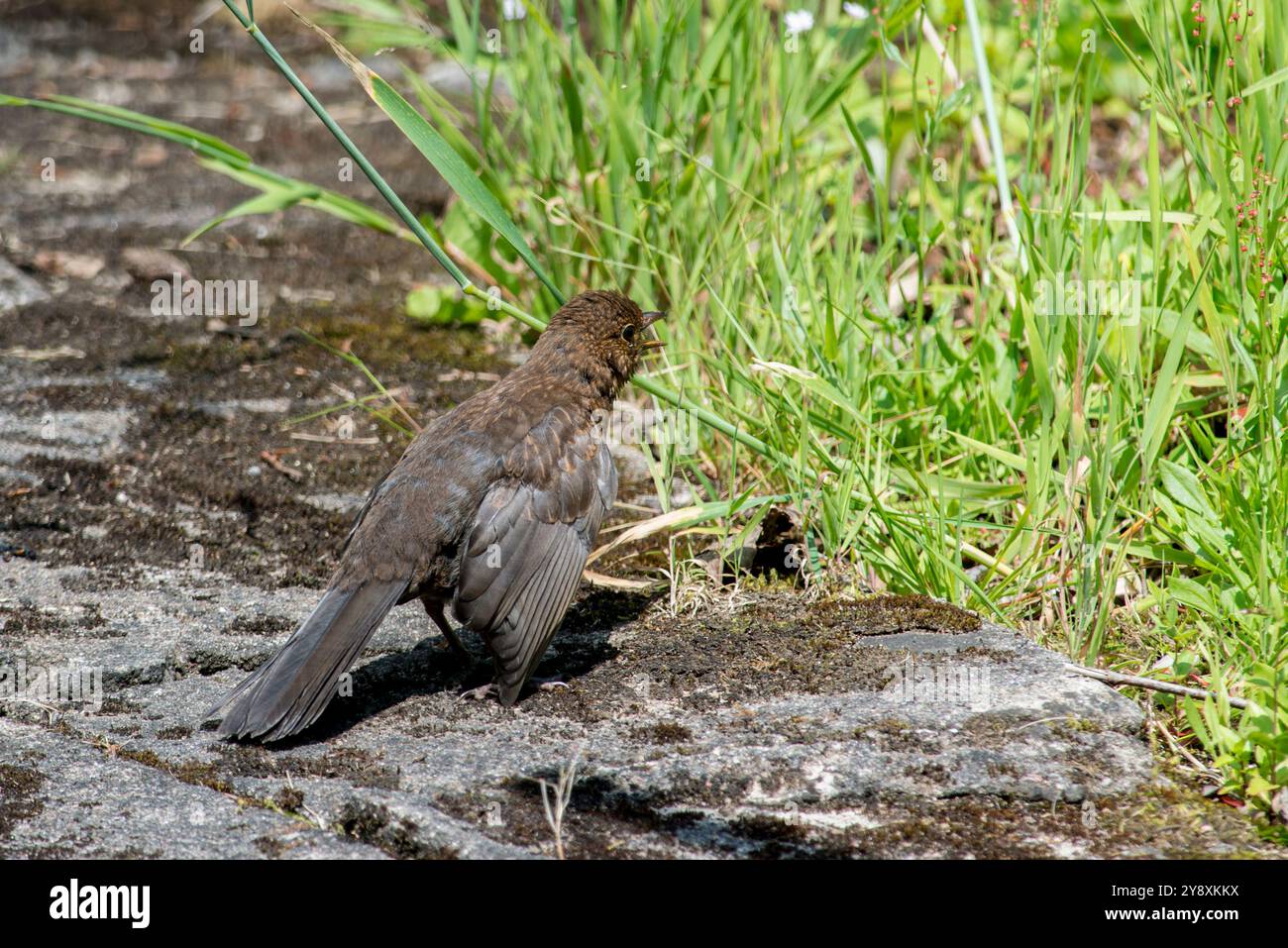 Juvenile blackbird, terdus merula,  sunning itself in a garden in Aberdeen Scotland UK Stock Photo