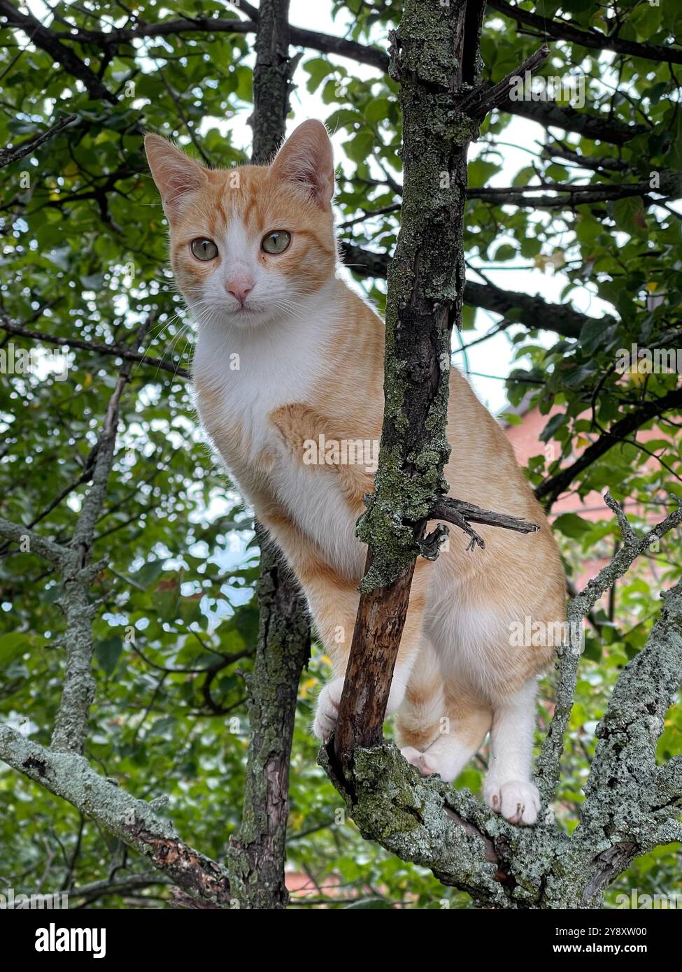 Tabby and white cat in nature. - Smartphone Captured Stock Image