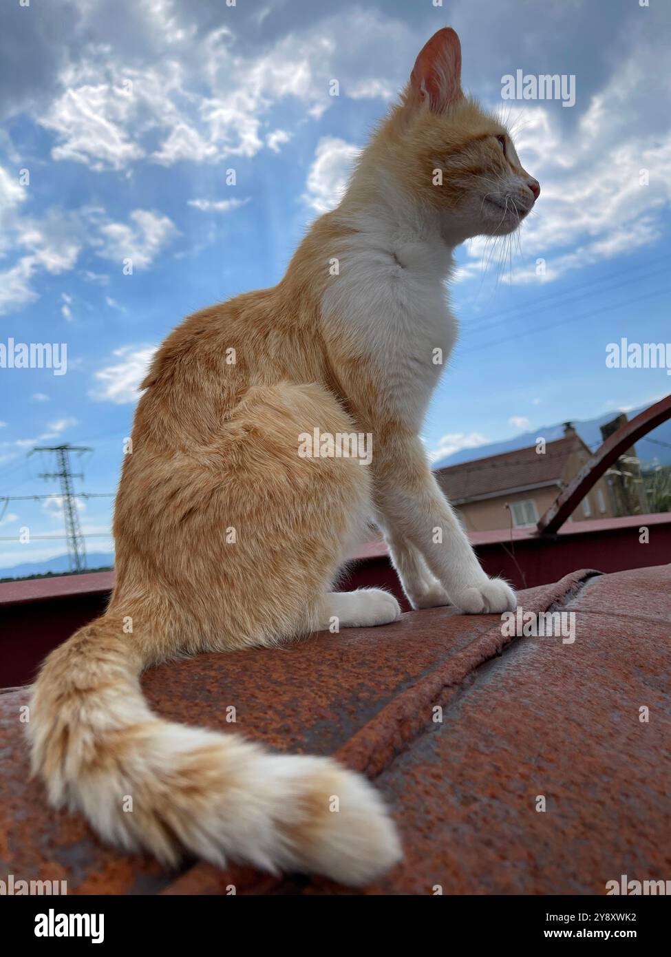 Tabby and white cat sitting. - Smartphone Captured Stock Image