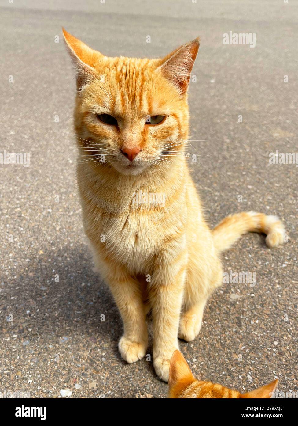 Orange tabby cat. - Smartphone Captured Stock Image