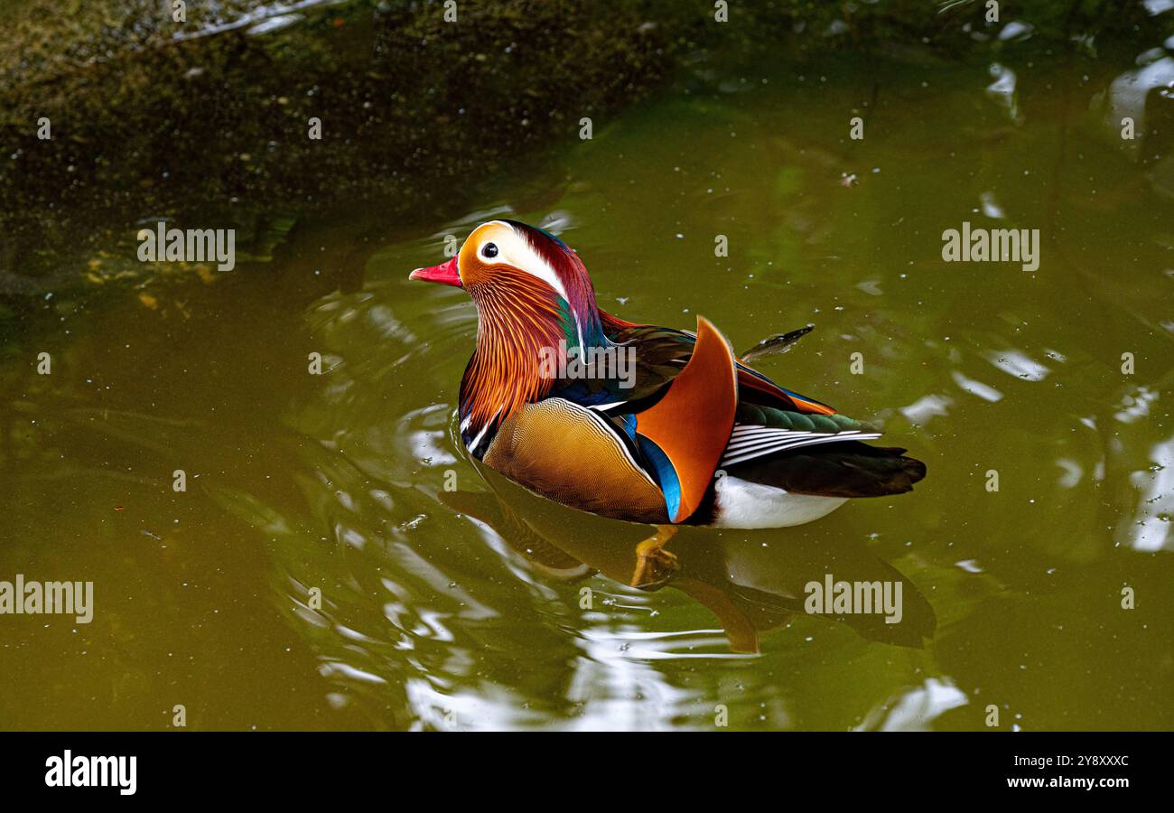 Mandarin Duck (Aix galericulata). Male swimming in the pond Stock Photo ...