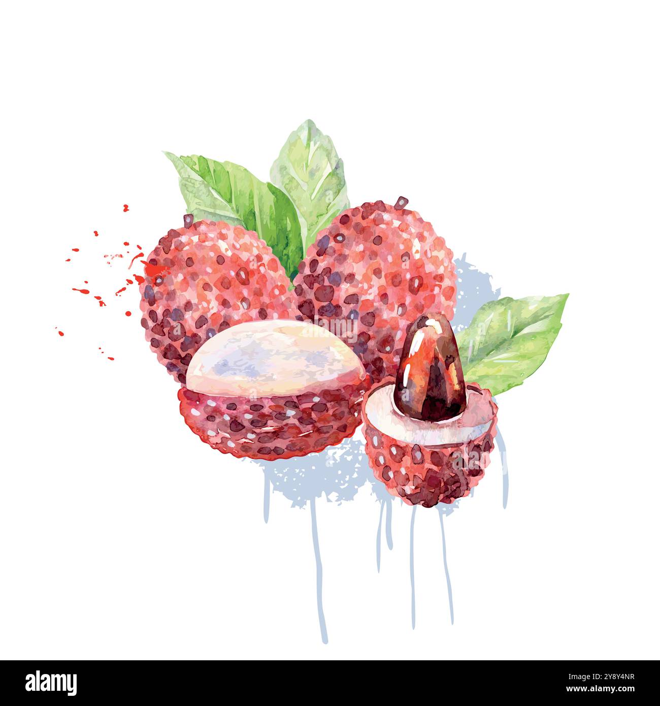 Hand Drawn Watercolor lychee Fruit. Vector illustration Stock Vector ...