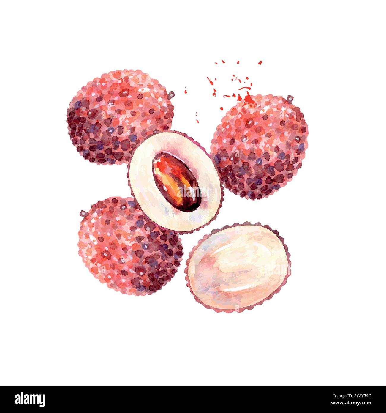 Lychee fruit hand drawn Stock Vector Images - Alamy