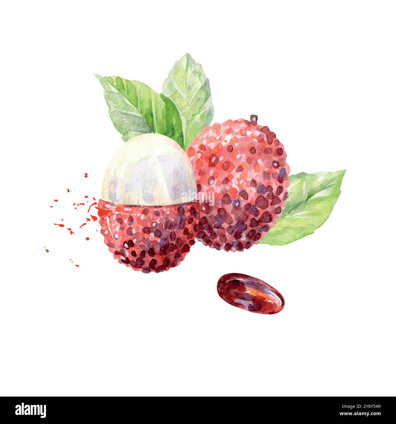 Hand Drawn Watercolor lychee Fruit. Vector illustration Stock Vector ...