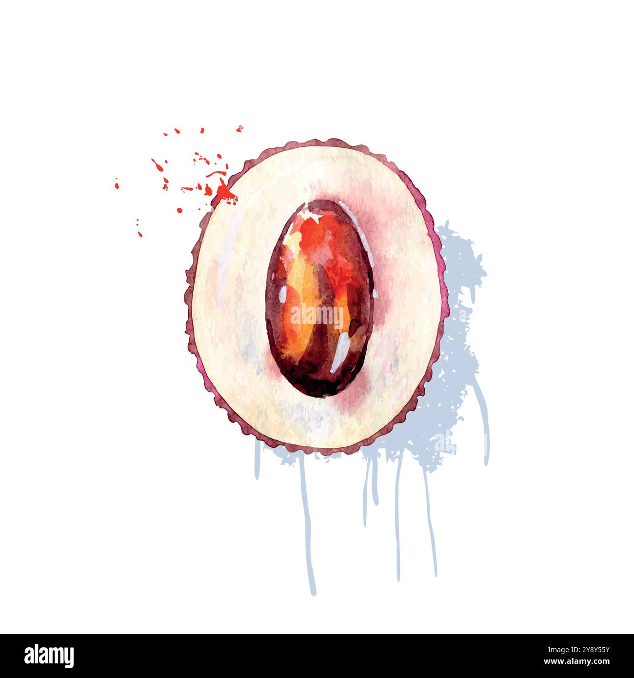 Hand Drawn Watercolor lychee Fruit. Vector illustration Stock Vector ...