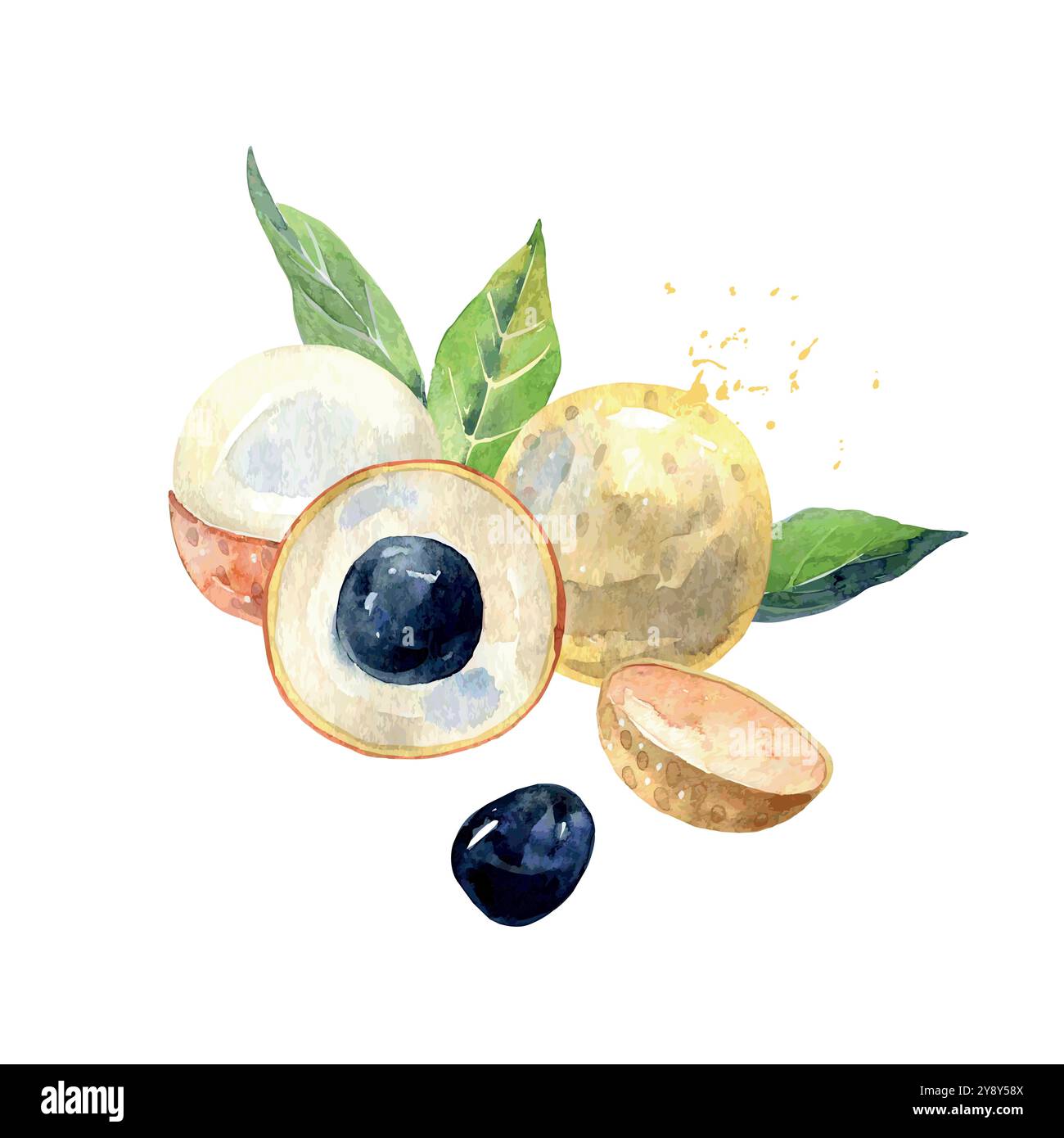 Hand Drawn Watercolor longan Fruit. Vector illustration Stock Vector ...