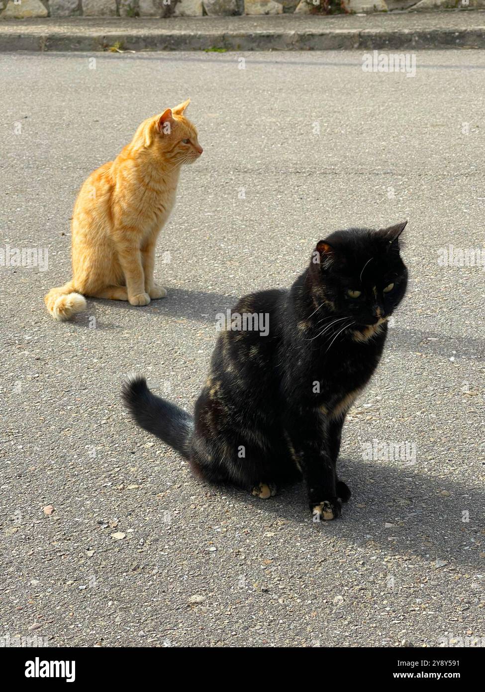 Two stray cats. - Smartphone Captured Stock Image