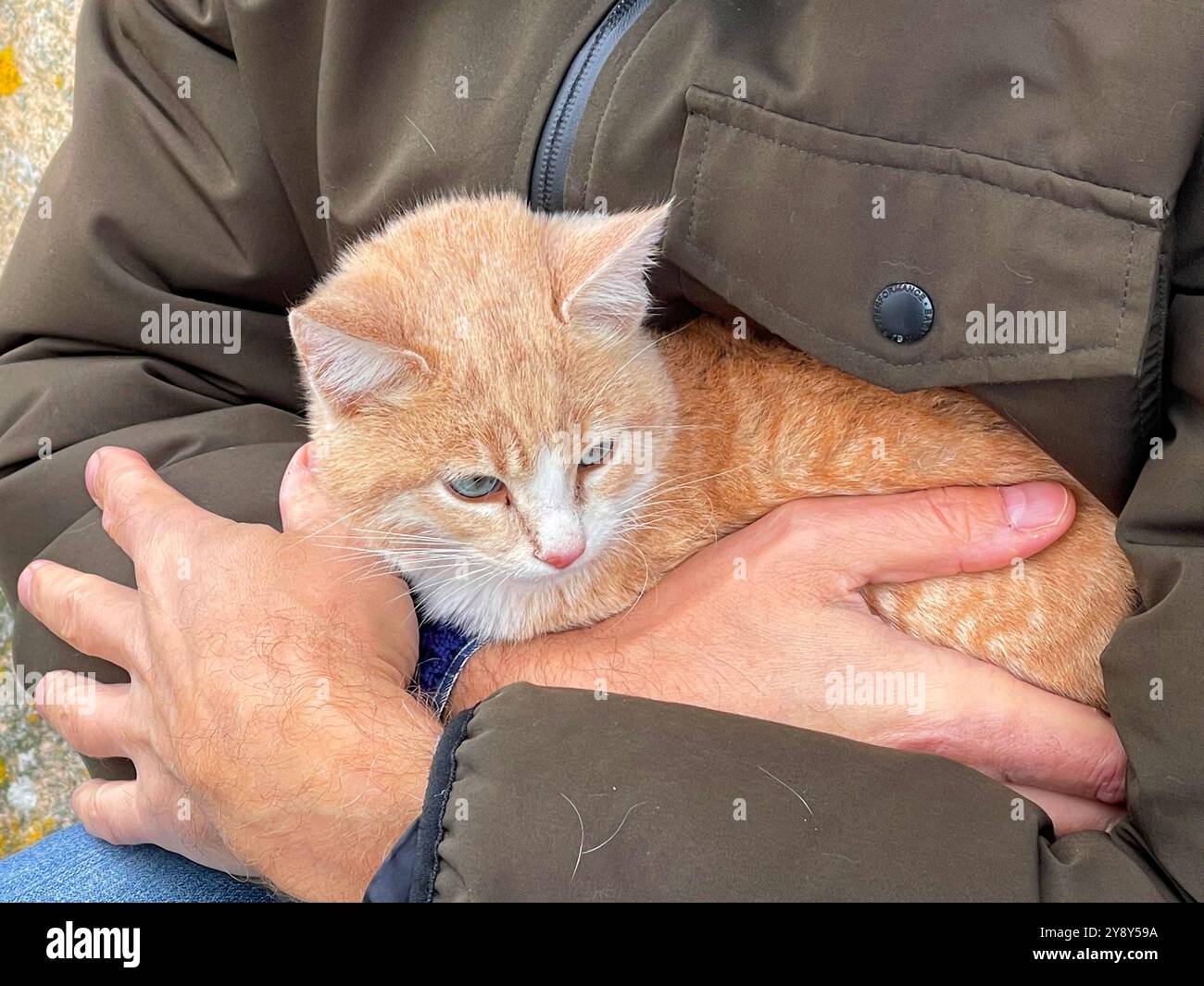 Man holding a tabby and white kitten. - Smartphone Captured Stock Image