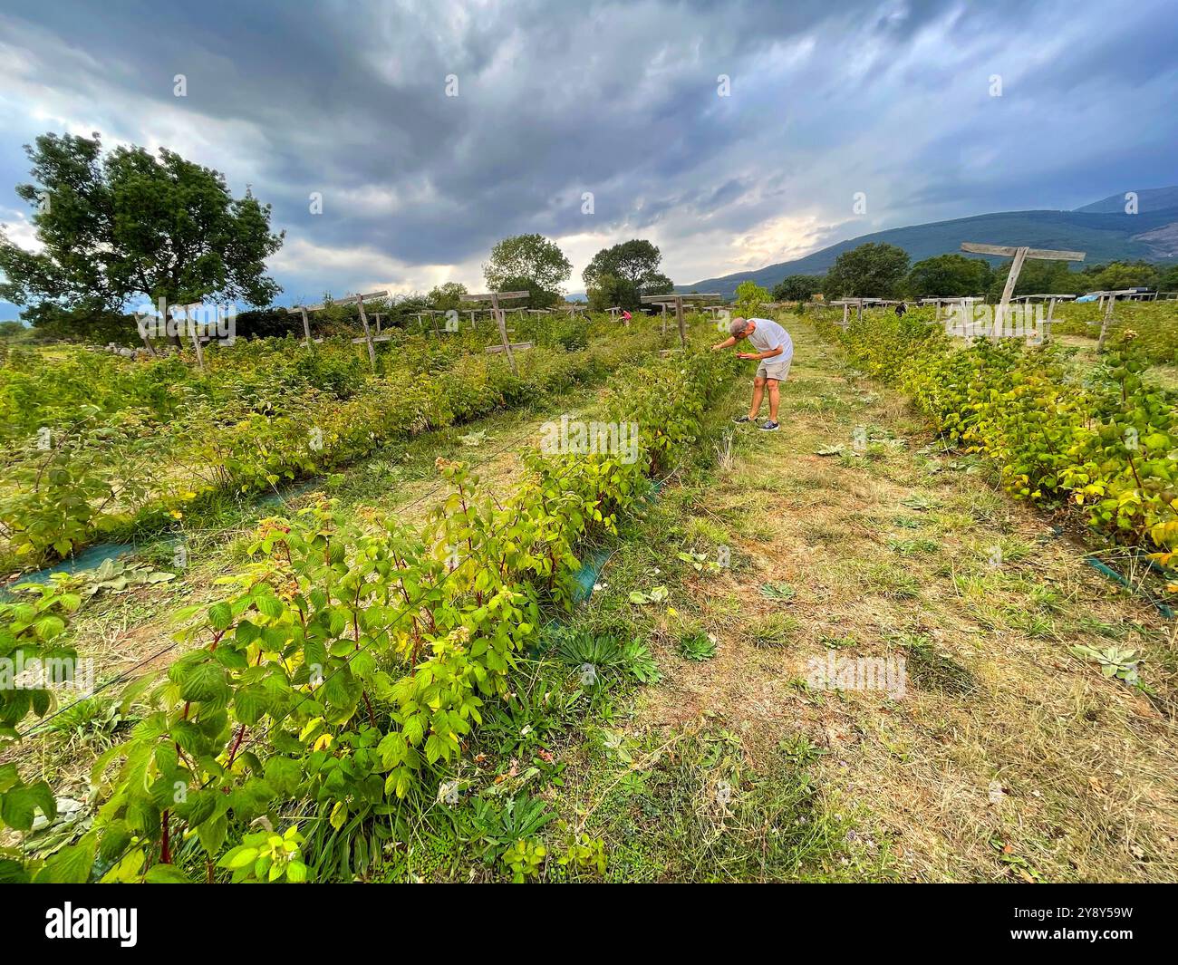 Harvesting raspberries. Lozoya, Madrid province, Spain. - Smartphone Captured Stock Image