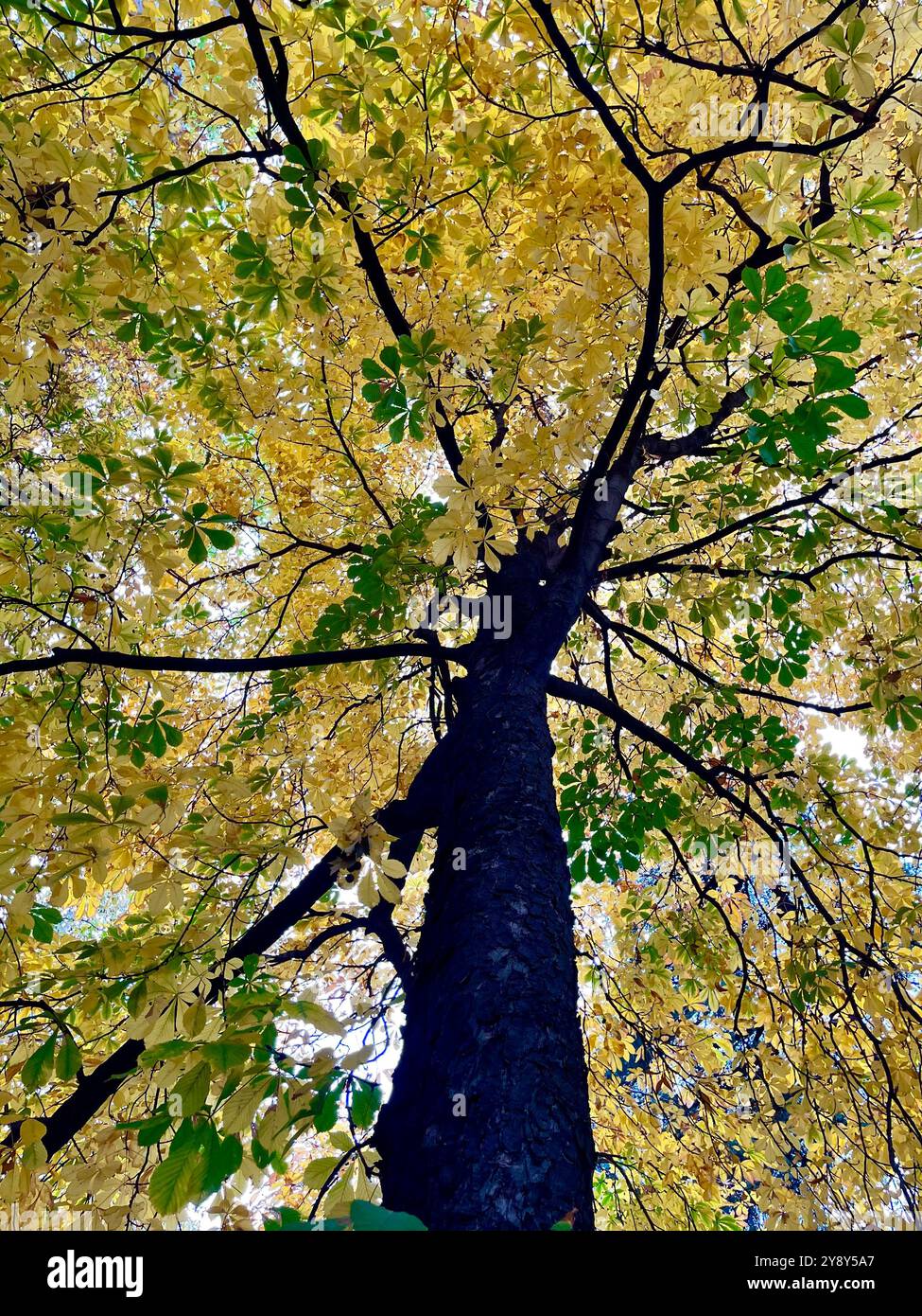 Deciduous tree in Autumn. - Smartphone Captured Stock Image