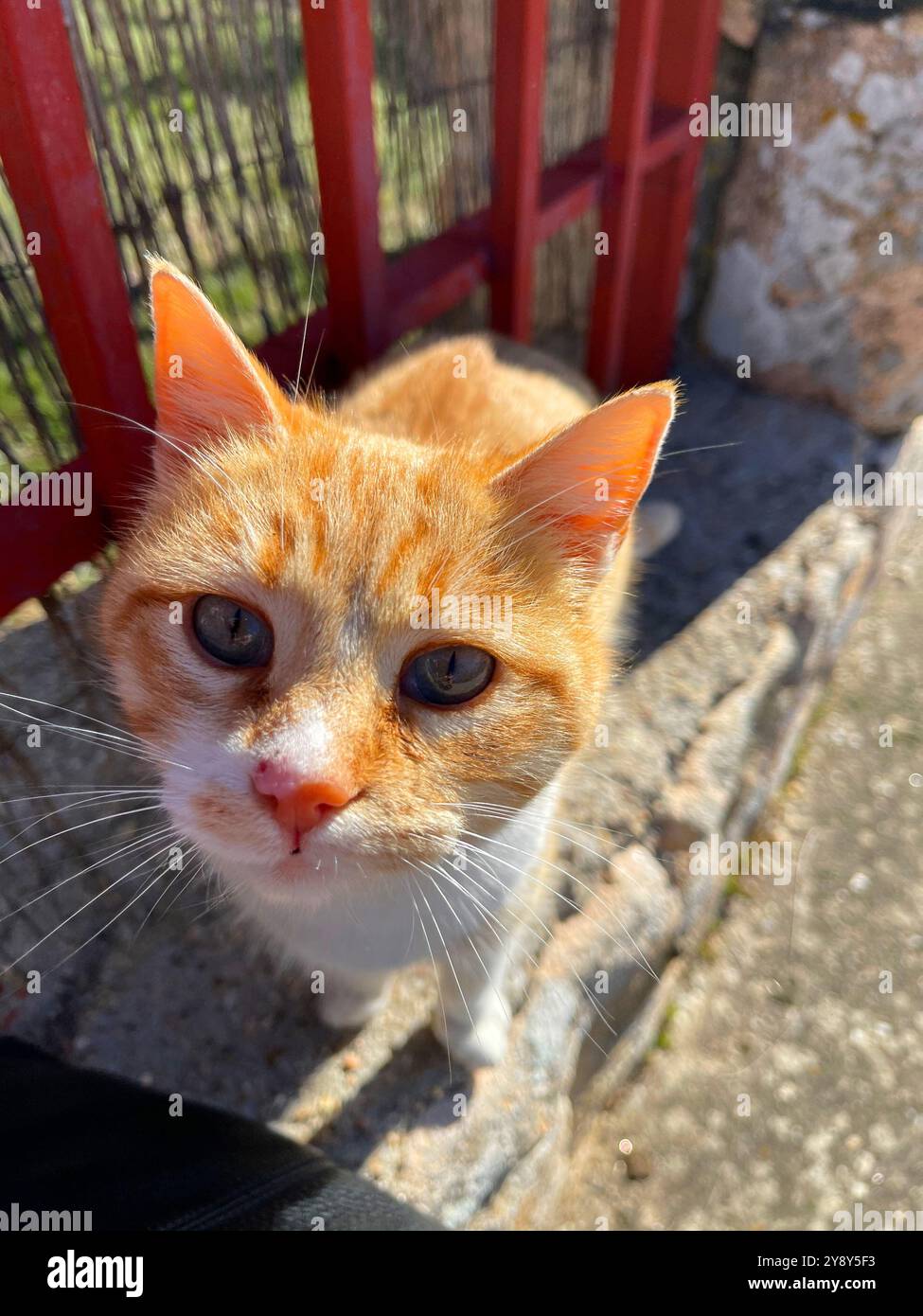 Adorable orange white tabby hi-res stock photography and images - Alamy